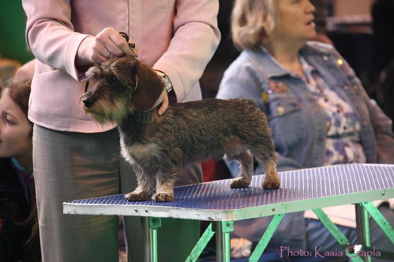 Crufts2011_2 614.jpg